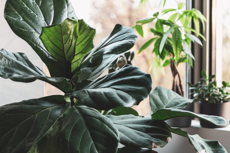 Photo of healthy Fiddle Leaf Fig tree grown with Dirty Bil's Pure Worm Castings