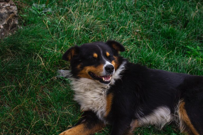 A happy brown and black dog laying in a patch of grass safely fertilized by Dirty Bil's Pure Worm Castings.