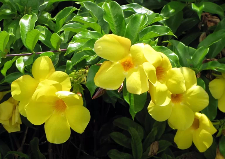 Allamanda vine with vibrant yellow, trumpet-shaped flowers and glossy green leaves